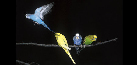 Wellensittich: Ein Vogel, der einen Menschen hat