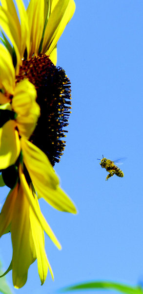 Für die Fortpflanzung von Blütenpflanzen sind Bienen durch nicht... Für die Fortpflanzung von Blütenpflanzen sind Bienen durch nicht...