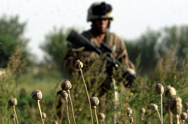 Die NATO fördert den Schlafmohn