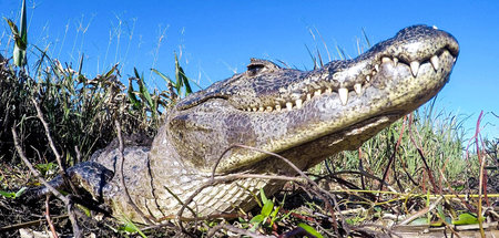 Fühlt sich in Sumpfgebieten wohl: Das gute alte Krokodil (»Wiede...