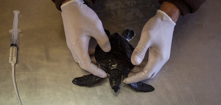 Israel_Oil_Spill_68481218.jpg