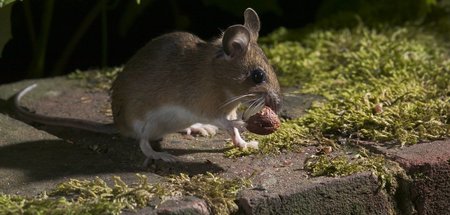 imago0091636479h.jpg