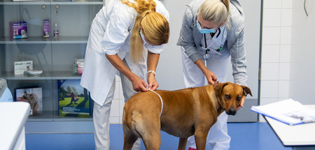 Hündin Bini nutzt Spezialsprechstunde für adipöse Hunde und Katz...