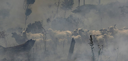 Trübe Aussicht: Handelsabkommen fördern die Zerstörung der Natur