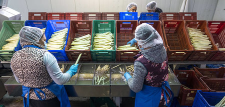 Gefährliche Spargelernte: Arbeiterinnen werden dem Virus ausgese...