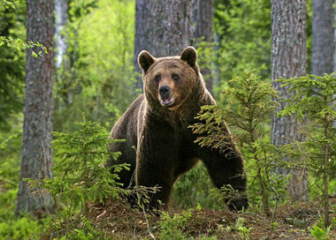 Wem gehört der Wald? »Schwedens Bären – Geliebt und gehaßt«