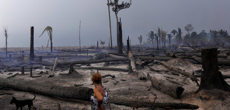 Farm statt Amazonaswald: Brasilien verliert durch illegale Rodun...