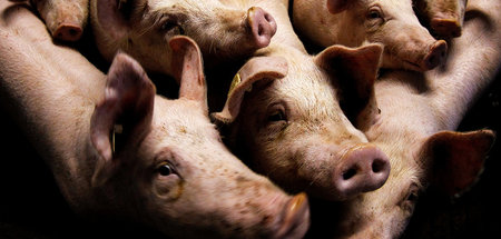 Schweinesystem: Treibhausgasemissionen der Landwirtschaft sind s...