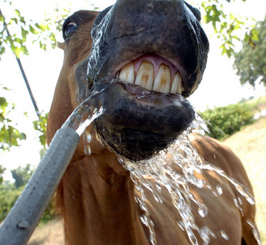 Wasser? Ab in den Ethik-Ausschuß! Wasser? Ab in den Ethik-Ausschuß!