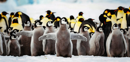 Kaiserpinguine müssen viel auf sich nehmen, damit ihre Brut über... Kaiserpinguine müssen viel auf sich nehmen, damit ihre Brut über...