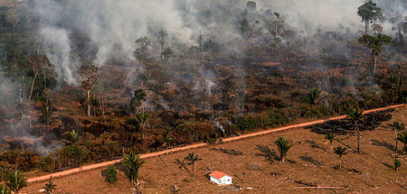 Der Amazonas-Regenwald, die »grüne Lunge« des Planeten, ist ein ...