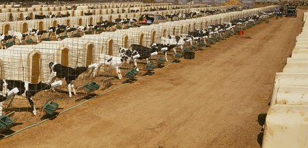 Sieht aus wie eine Art Plantage: Massenhafte Aufzucht von Kälber...