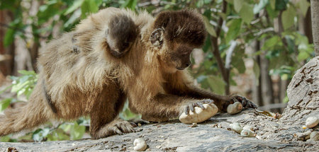 Rückenstreifen-Kapuziner in der brasilianischen Caatinga: »Sozia...