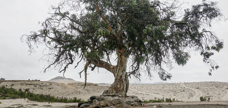 Einer von wenigen Bäumen in der trockensten Wüste der Welt