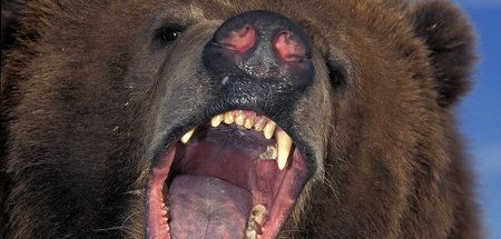 In seinem Maul herrscht Dunkelheit: Der Bär