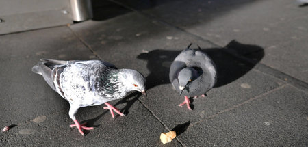 Prüfen die Beute: Die Ratten der Lüfte Prüfen die Beute: Die Ratten der Lüfte