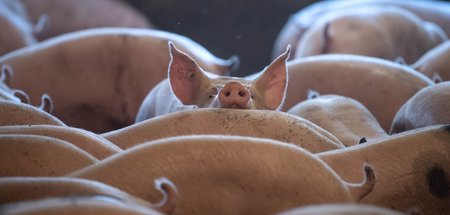 Mehr »Bio« und weniger Massentierhaltung ist gut, macht aber Fle...