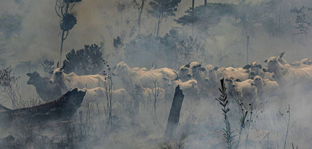 Kolossale Abholzung, Monokulturen, Dürre, Brände. Der Amazonas-R...