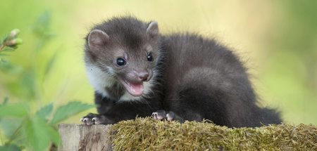 »Weißt du noch, der Marder? Der war vielleicht hartnäckig!« »Weißt du noch, der Marder? Der war vielleicht hartnäckig!«