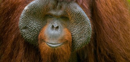 Spontaner, als er aussieht: Männlicher Orang-Utan