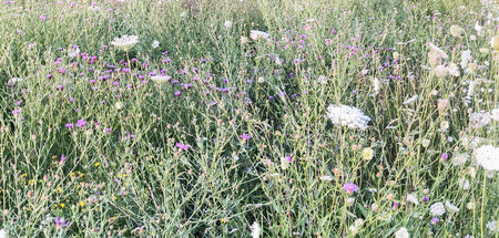 Wie war das noch mit den 100 Blumen? Am Ende rollen immer die Kö...
