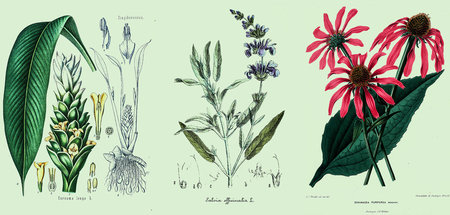 Wirkstoffe aus der Natur: Curcuma longa, Salvia officinalis und ...