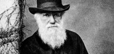 1871 diskutierte Charles Darwin (Foto) in »Die Abstammung des Me...