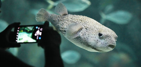 »Wie einen Fisch haben sie mich aus der See gezogen und in ein A...
