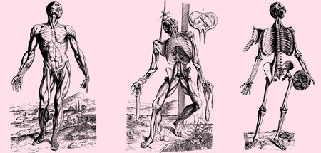 Der Körper im Stadium der Zersetzung (Illustration zu »De Humani...
