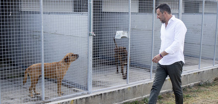 Die Hunde dieses Tierheims werden Salvini bei seinen Machtambiti... Die Hunde dieses Tierheims werden Salvini bei seinen Machtambiti...