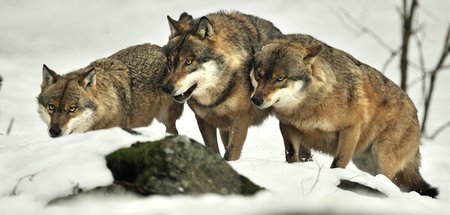 »Langsam verdichtete sich in uns das Unglaubliche zur Erkenntnis...