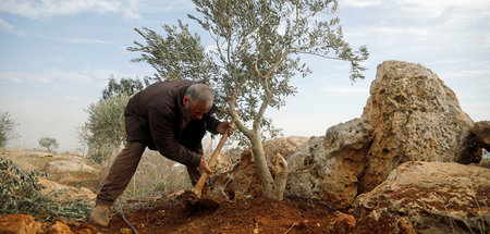 Ein Palästinenser versucht in der Westbank einen Olivenbaum umzu...