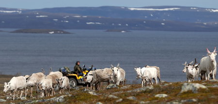 Ein samischer Hirte und seine Rentierherde auf dem Finnmark-Plat...
