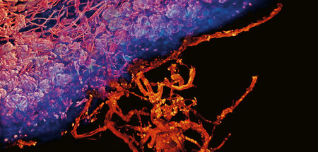 Eine kraftvolle kollektive Intelligenz: Myzelien durchdringen al...