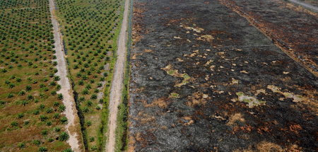 Erst Brandrodung, dann Palmölanbau: Plantage in Indonesien (Banj