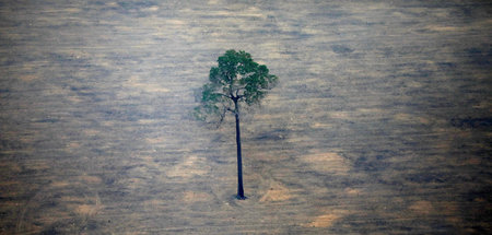 Nicht nur in Rio: Ein abgeholztes Grundstück im Amazonasgebiet i... Nicht nur in Rio: Ein abgeholztes Grundstück im Amazonasgebiet i...