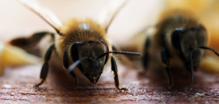 Neonikotinoide schwächen das Immunsystem von Bienen und beeintr... Neonikotinoide schwächen das Immunsystem von Bienen und beeintr...