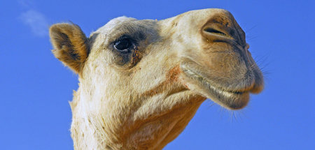 Vielleicht weiß es sogar, wie schön es ist: Das Kamel