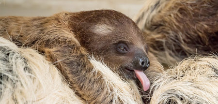Könnte ’nen Kaffee gebrauchen: Verweigerungsidol »Ai«