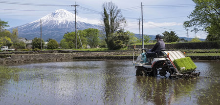 Landwirtschaft für Autoindustrie geopfert: Reisbauer in Fujinomi...