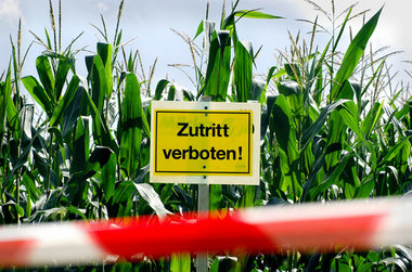 Feld mit genmanipuliertem Mais im brandenburgischen Hohenstein Feld mit genmanipuliertem Mais im brandenburgischen Hohenstein