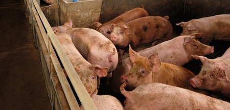 Schwein des Anstoßes: Die Frage, wie der Spanier liebstes Fleisc... Schwein des Anstoßes: Die Frage, wie der Spanier liebstes Fleisc...