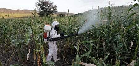 In voller Montur, um sich vor dem Gift zu schützen: Pestizideins...