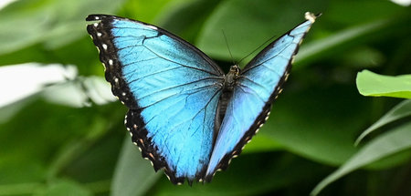Neues_Blueten_und_Sc_70457317.jpg