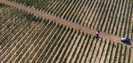 Trockene Angelegenheit: Weinanbau auf der Krim 2021