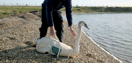 Ein Tierzentrumsleiter aus England wildert einen Schwan aus – »R...
