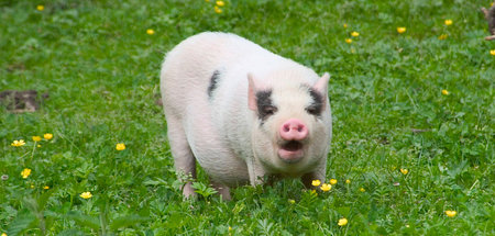 »Schwein war von Anfang an ein Schwein«