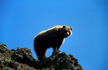 Wild, stark und knuddelig – »Grizzlys im Yellowstonepark«