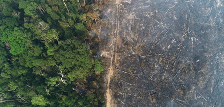 Klassischer Raubbau: Teil des Amazonas-Dschungels nahe Apui in B