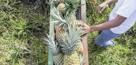Profit durch Ausbeutung: Auf einer Plantage in Costa Rica erhiel...